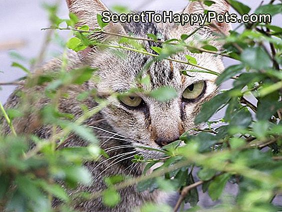 Katze schaut hinter einem Baum