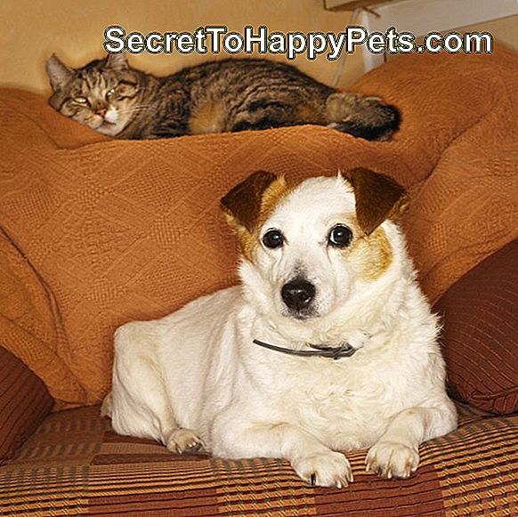 Terrier hund och katt sitter på en soffa