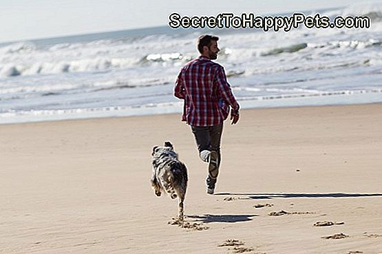 Man går med hund på stranden