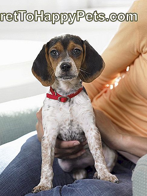 Beagle Puppy siedzi na kolanach kobiety