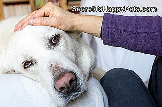 Kann der Magen eines Hundes auf den Kopf gestellt werden?: kann