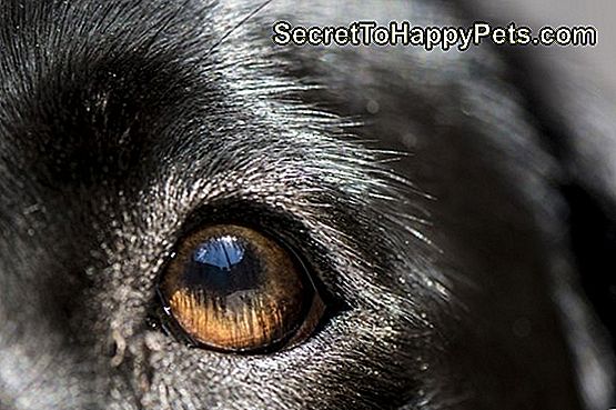 las-personas-pueden-contraer-conjuntivitis-de-los-perros-es