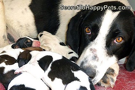 Kan een puppy de ziekte van Lyme krijgen van moedermelk?: krijgen