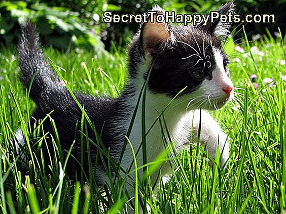 Close-up van Kitten Walking On Grassy Field