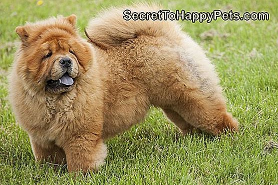 Chow-Chow-Honden En Heupdysplasie