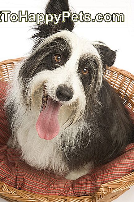 Rengöringsanvisningar För En Kong Chew-Resistant Dog Bed