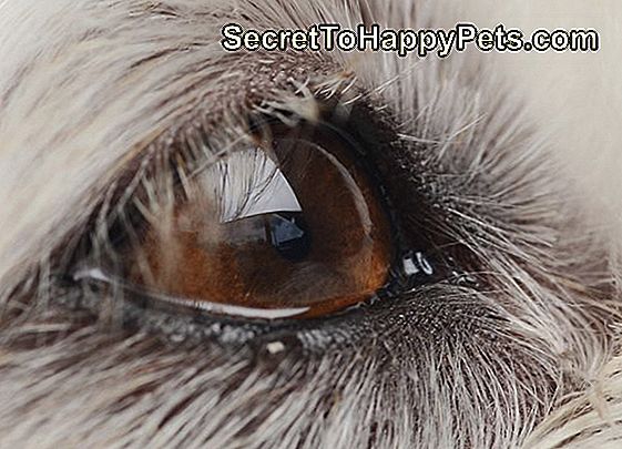 เมือกตาดุในสุนัข