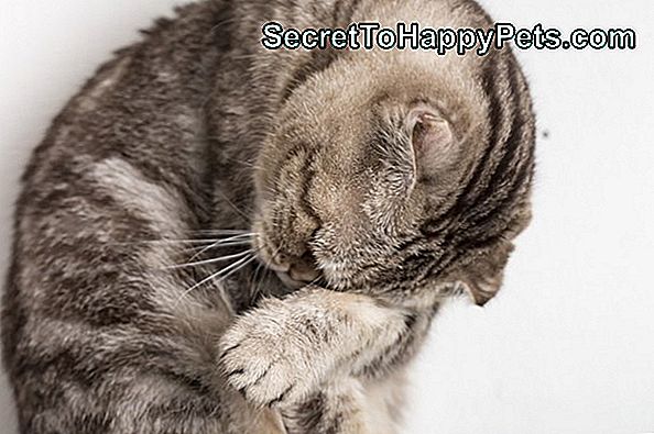 Ali Mačke Dobijo Glavobole?