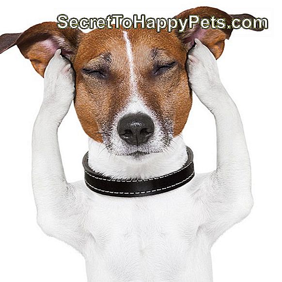 Hund mediterar samtidigt som han håller öronen