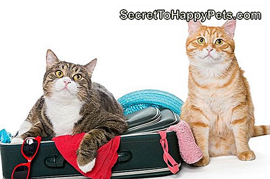 Deux chat rayé couché avec une valise