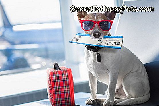 chien dans le terminal de l'aéroport en vacances