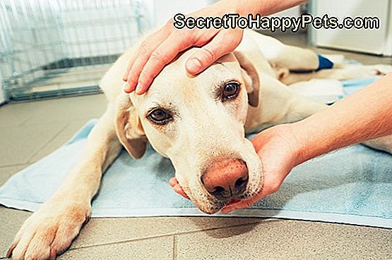 Oude hond in veterinaire kliniek