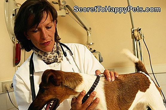 Veterinaar kontrollib koera, pange kinni