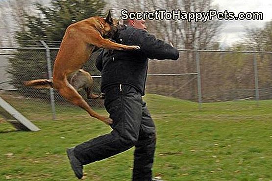 How-Attack-Honden Opgeleid