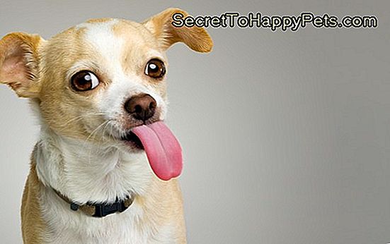 Chihuahua fura a língua grande para fora