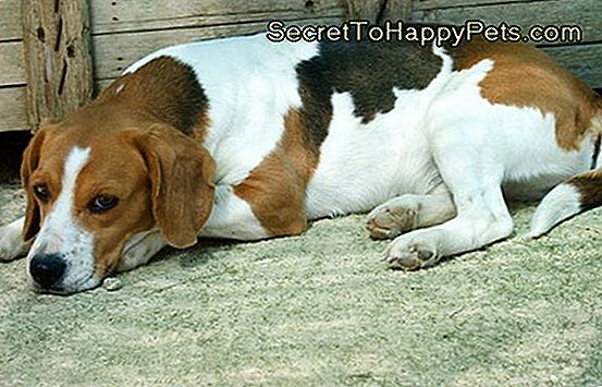 Beagle'Imın Hamile Olduğunu Nasıl Anlarım?