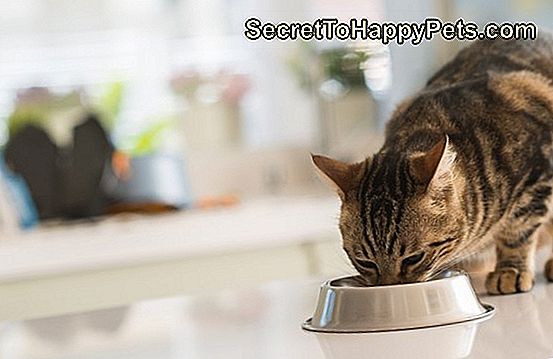 Schöne katzenartige Katze, die auf einer Metallschüssel isst. Nettes Haustier.