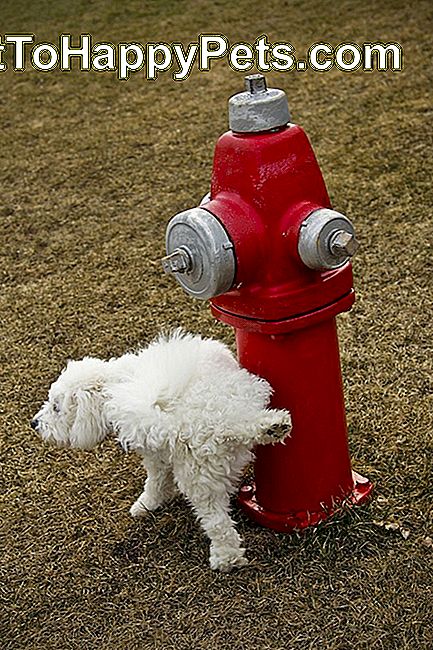 Koer pissib punasel tuletõrjehüdrandil