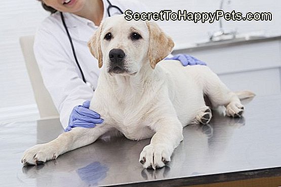 Usmievajúci sa veterinár skúma roztomilý pes