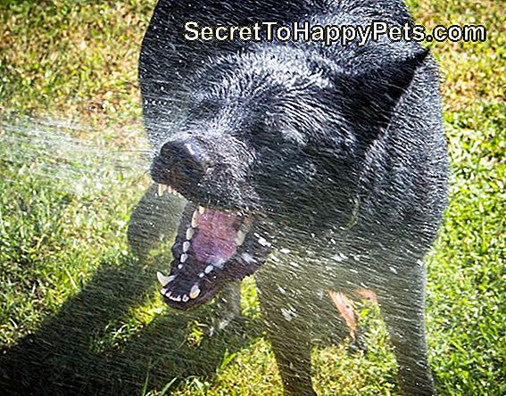 Deutsches Schäferhundetrinkwasser aus einem Wasserschlauch