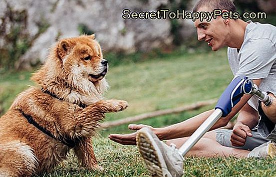 Behinderter, der in der Natur mit seinem Hund sitzt