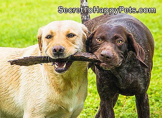 Labradorski prinašalec in nemški kratkodlaki psi, ki se igrajo s palico