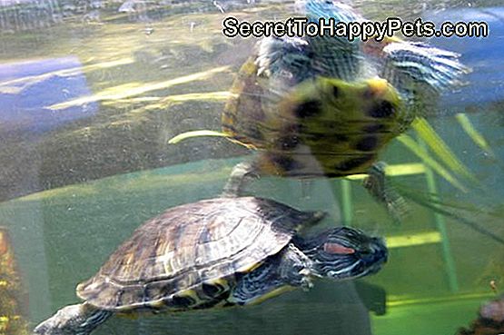 Hoe lang kunnen pet-schildpadden onder water blijven?: lang