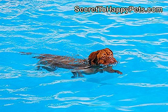 Suņu peldēšana baseinā