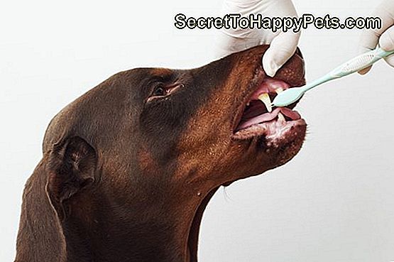 Köpeğinizin Dişlerini Ne Sıklıkta Fırçalamanız Gerekir?