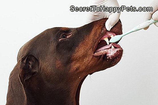 veteriner muayene, kontrol, dişler köpek beyaz arka plan temizleme