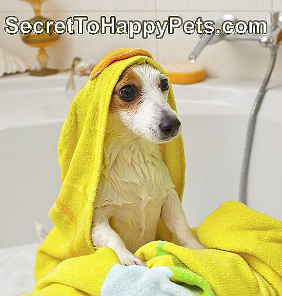 คุณควรอาบน้ำสุนัขบ่อยแค่ไหน?
