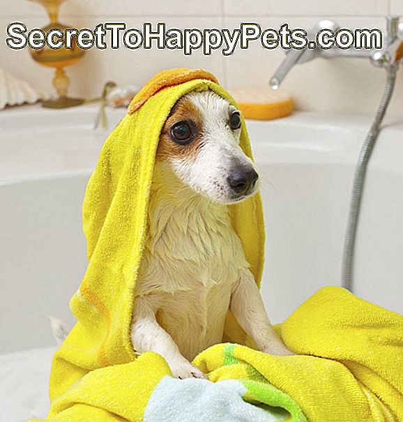 Hunden tar ett bad i badkaret