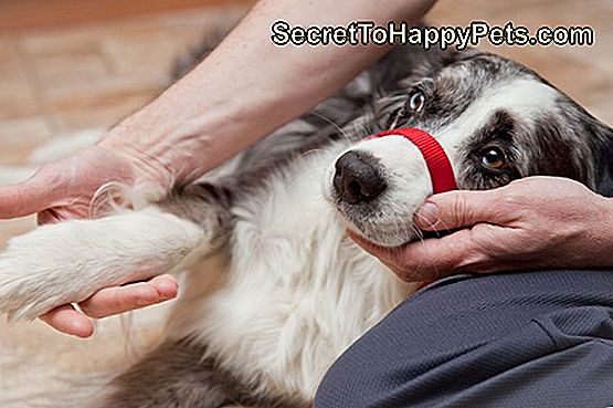 Cum să bandajezi un deget rupt al unui câine: dacă