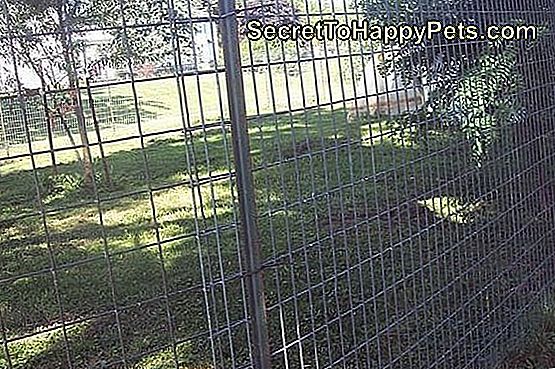 Ako postaviť skvelý únikový plot pre psov: plot