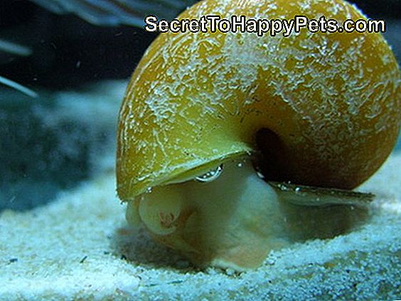 Jak dbać o ślimaki w akwarium: jest