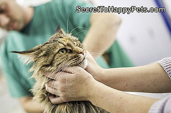 Kočka je držaná pri vyšetrení veterinárnym lekárom