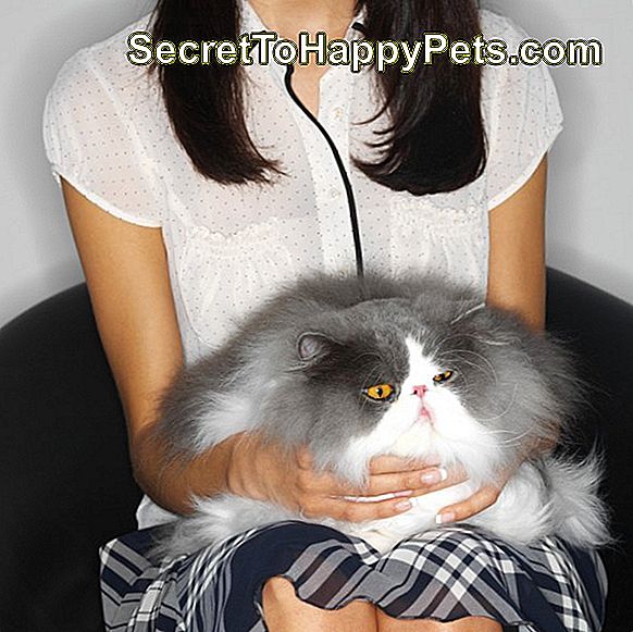kucağında bir kedi ile oturan bir kadının orta kesit görünümü