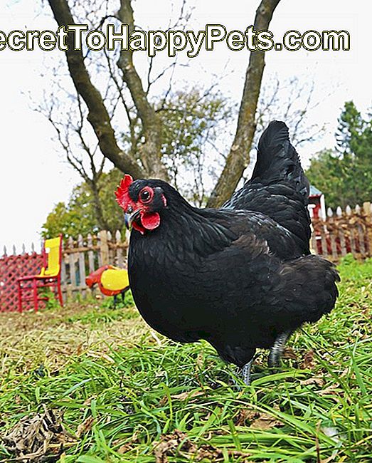 Black Hen