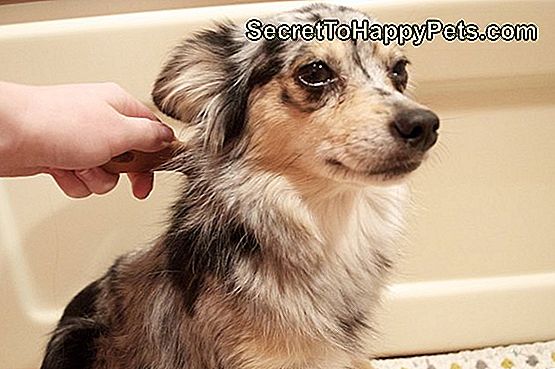 Hoe Shampoo een hond of kat te drogen: mengsel