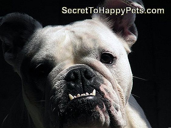 Ako získať psa zuby biele, ak sú zelené: Plak