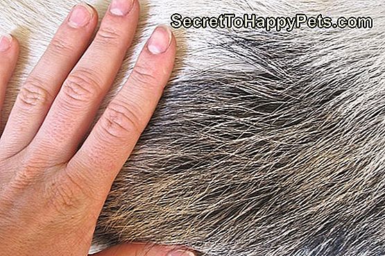 Kā atbrīvot vasku no suņu matiem: suņu