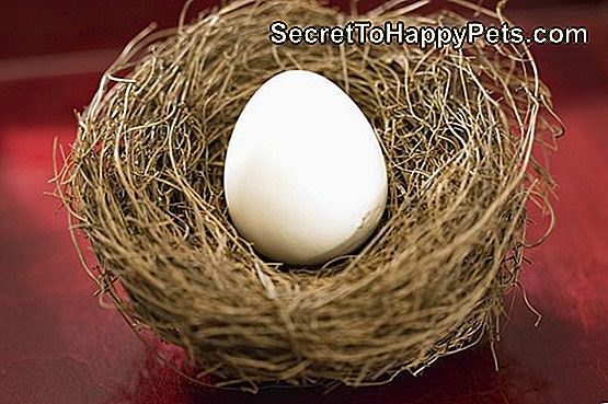 Inkübatörsüz Yumurta Isısı Nasıl Verilir