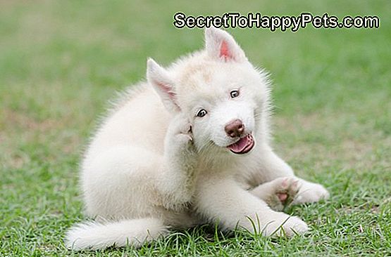 hur-man-l-ker-svart-kl-da-hud-p-en-hund-secrettohappypets