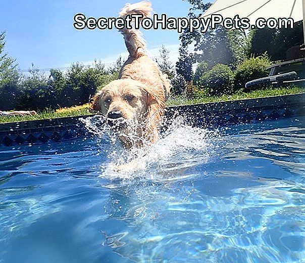 วิธีการแนะนำสุนัขของคุณให้ว่ายน้ำ