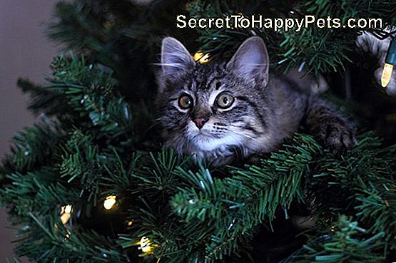 Wie Man Eine Katze Von Einem Weihnachtsbaum Fernhält