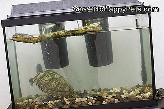 Comment garder les réservoirs de tortues à l'écart: tortues