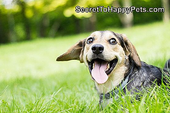 Smešen pes z izpuščenim jezikom