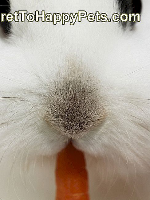 Morcov alb căpșunind morcov, close-up
