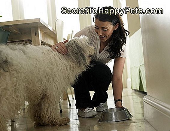 Kobieta oddanie miski wody w dół dla swojego psa