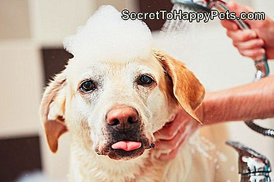Як Зробити Так, Щоб Ваш Собака Пахнув Добре Без Шампуню